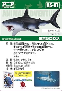 みみ1224 サメ　オーダー　お見積もり みみ1224 サメ オーダー お見積もり つみき 22ピース | more